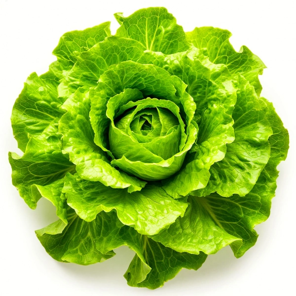 Латук